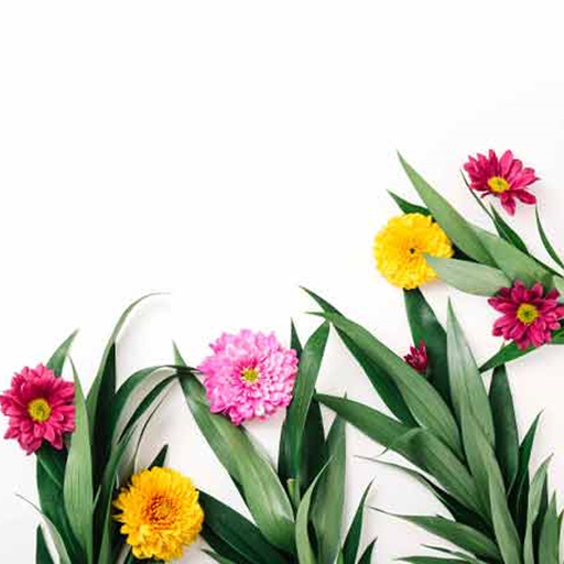 Garden-flowers-and-plants-png